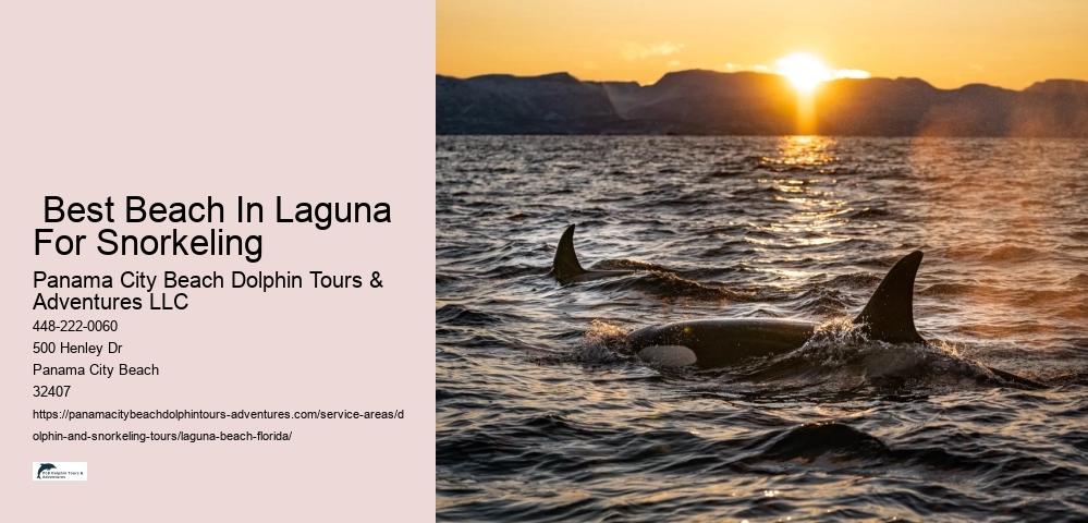 Sunset Dolphin Cruise Near Me
