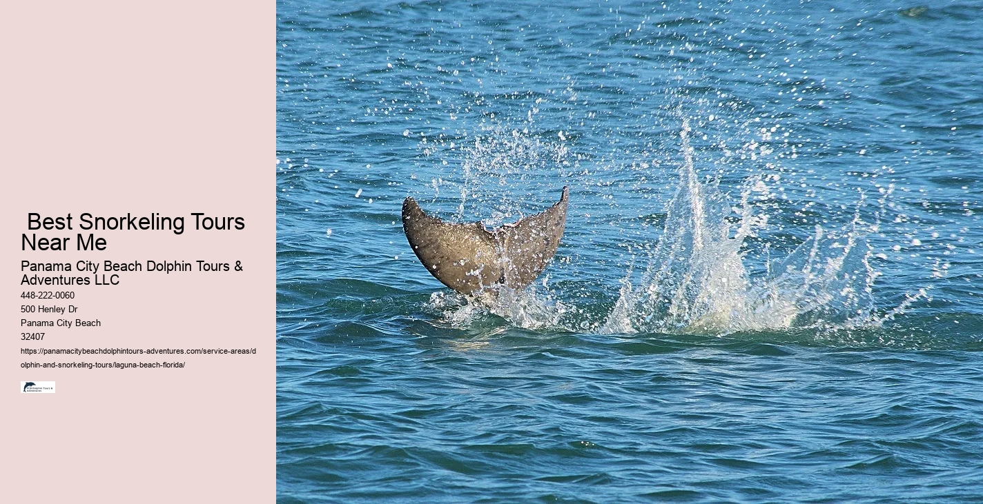 Shell Island Dolphin And Snorkeling Tour