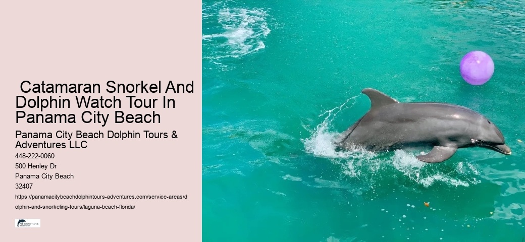 How Much Does It Cost To Swim With Dolphins
