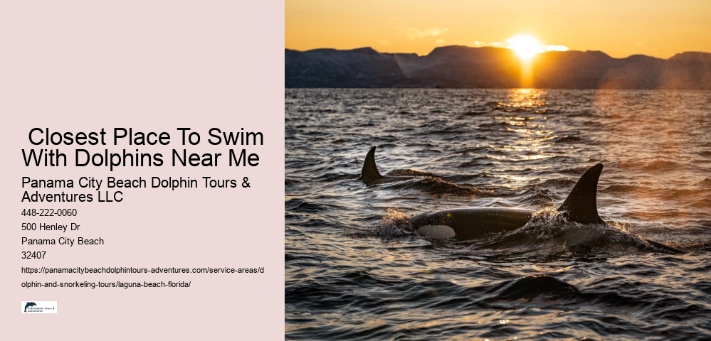 Is It Safe To Dive With Dolphins