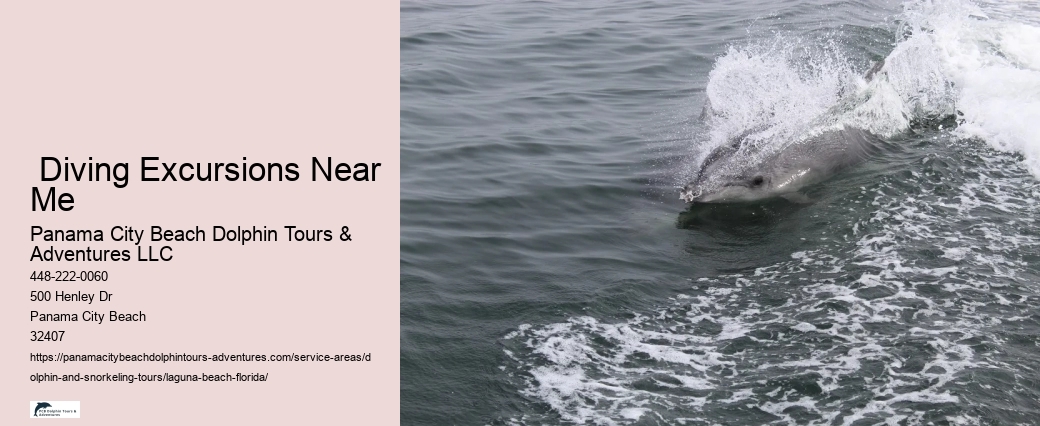 Dolphin Watching Tours Near Me