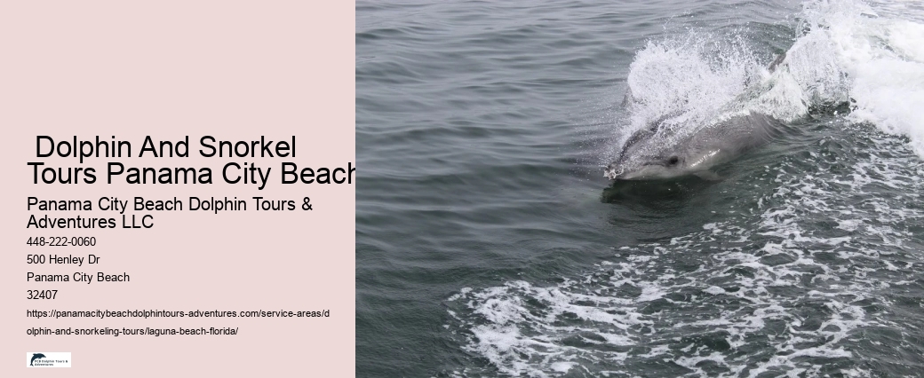Wild Dolphins
