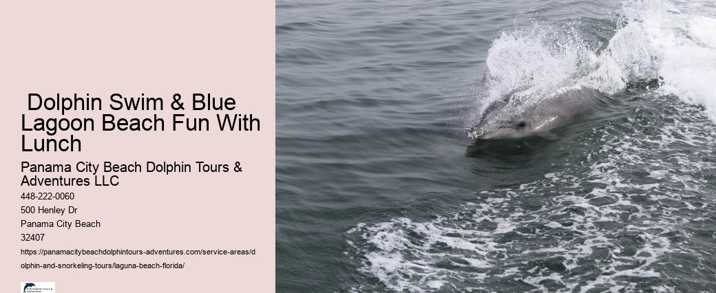 Swimming With Dolphins Florida Near Me