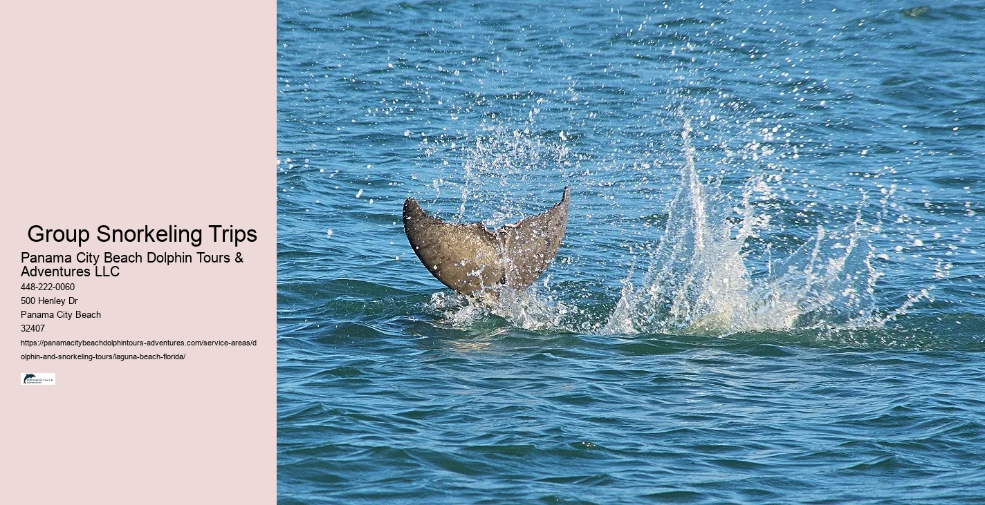 Where is the most common place to see dolphins