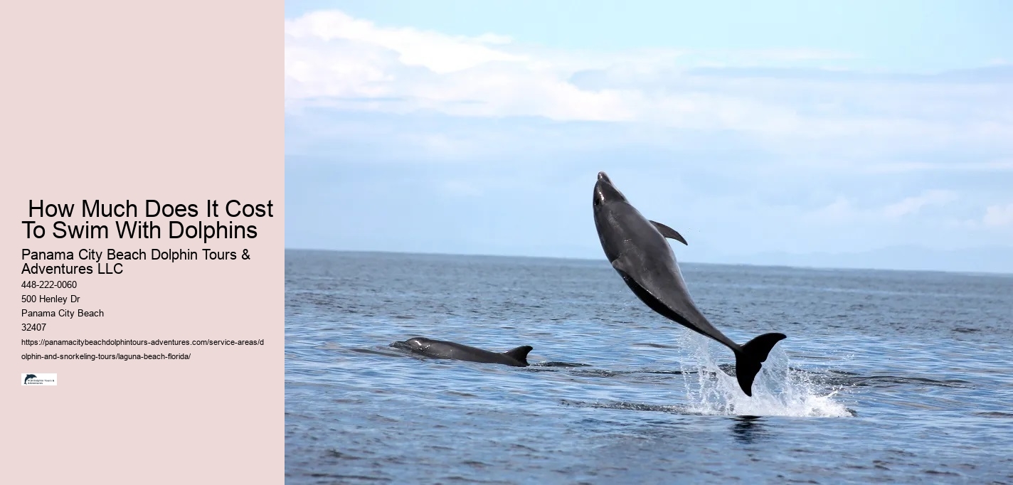 What to do if a dolphin is stranded on a beach