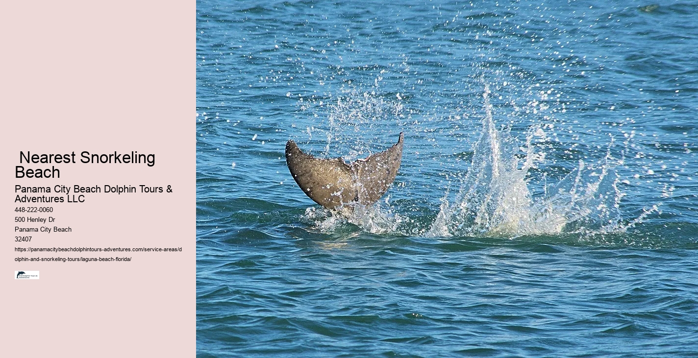 Whale And Dolphin Watching Near Me