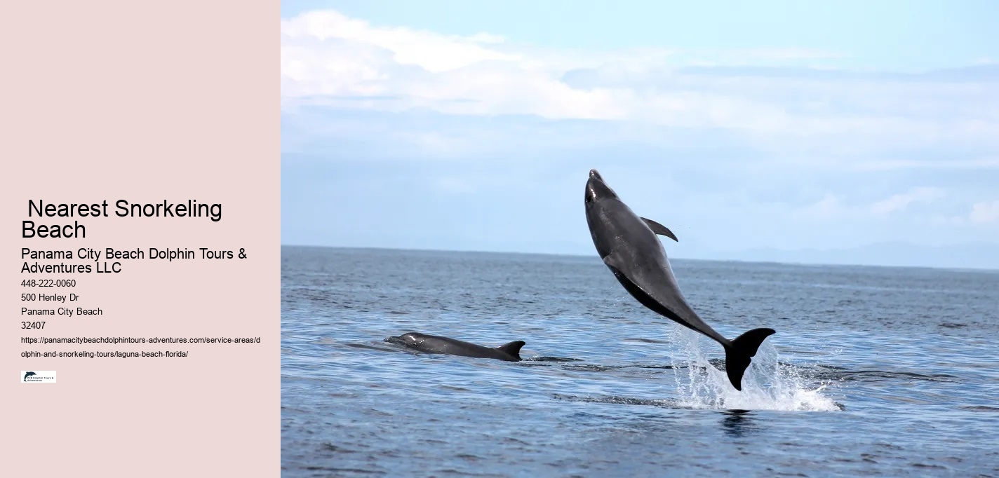 Whale Dolphin Watching Near Me
