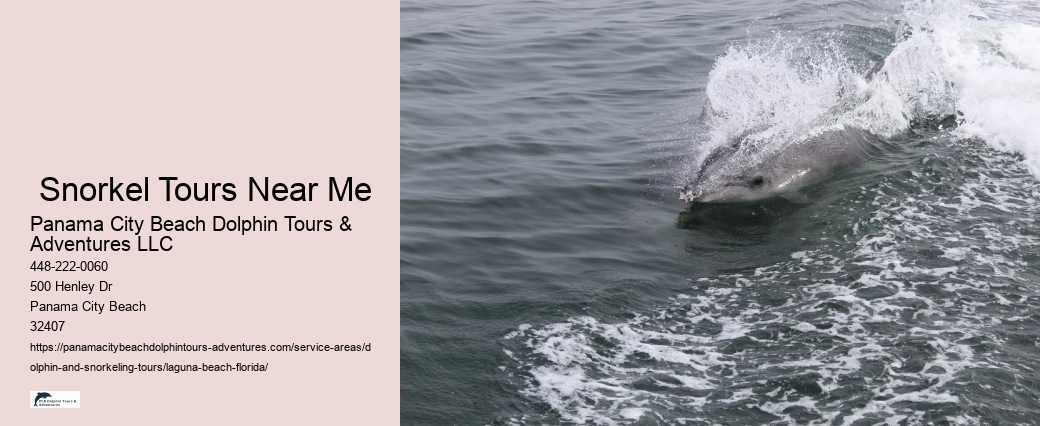Dolphin Tour And Snorkeling Near Me