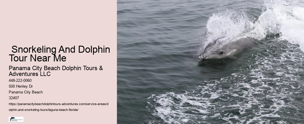What should I wear to swim with dolphins