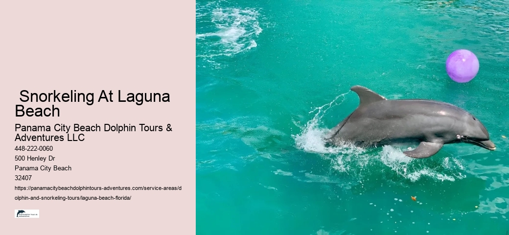 Florida Dolphin Tours