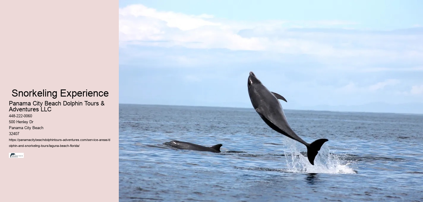 Dolphin Snorkeling