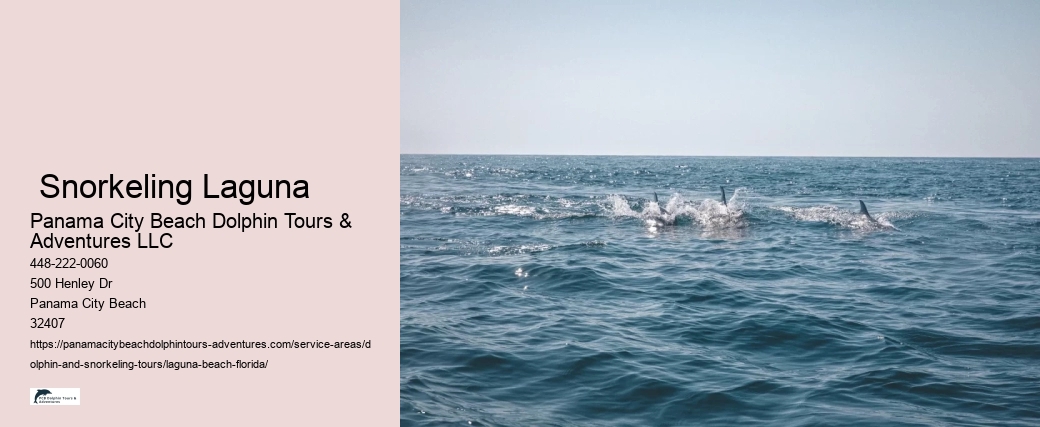 Jet Ski Dolphin Tours Near Me