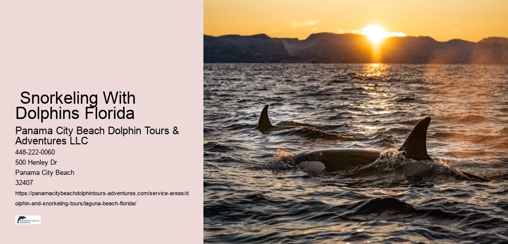 What time of day is best for dolphin encounter