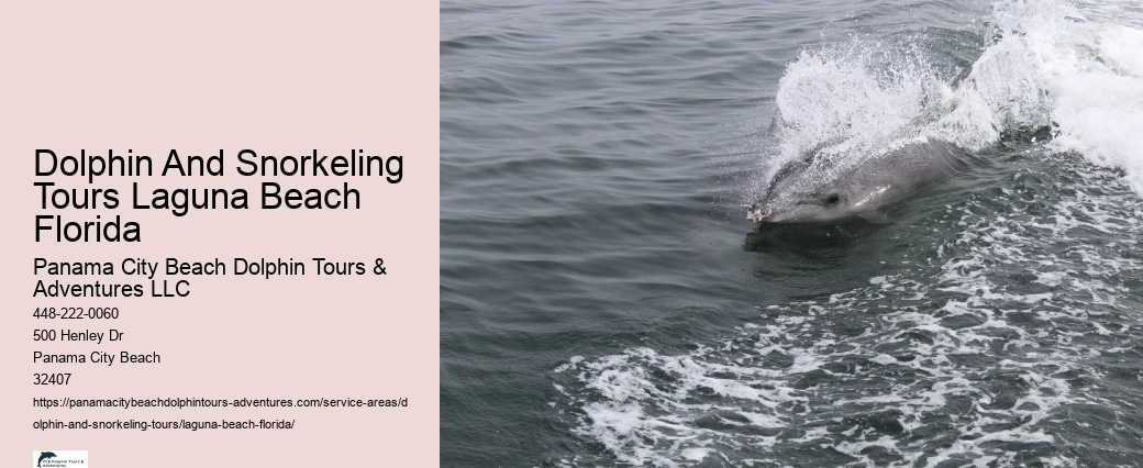 What to do if a dolphin is stranded on a beach